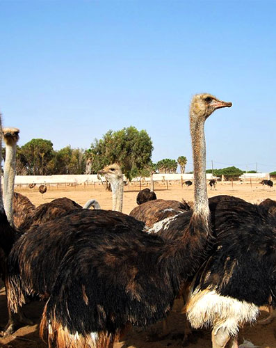Ostrich Farm
