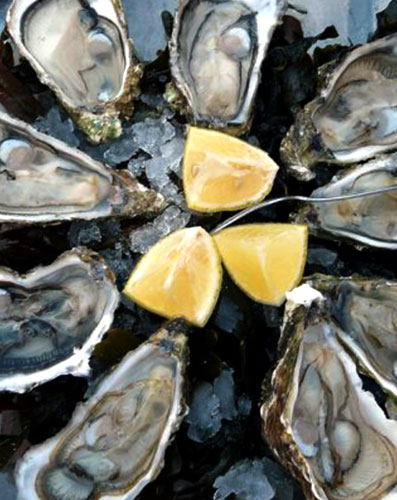 Dakhla Oysters