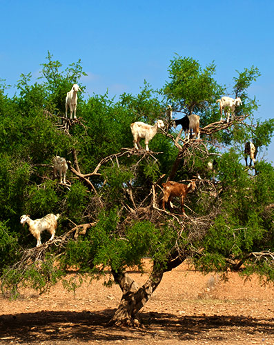 Goats climbing an argan tree on the way to Essaouira