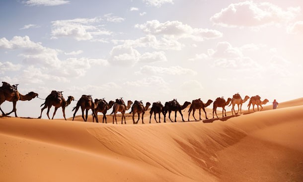 Berber with caravan in the Sahara Desert at sunrise