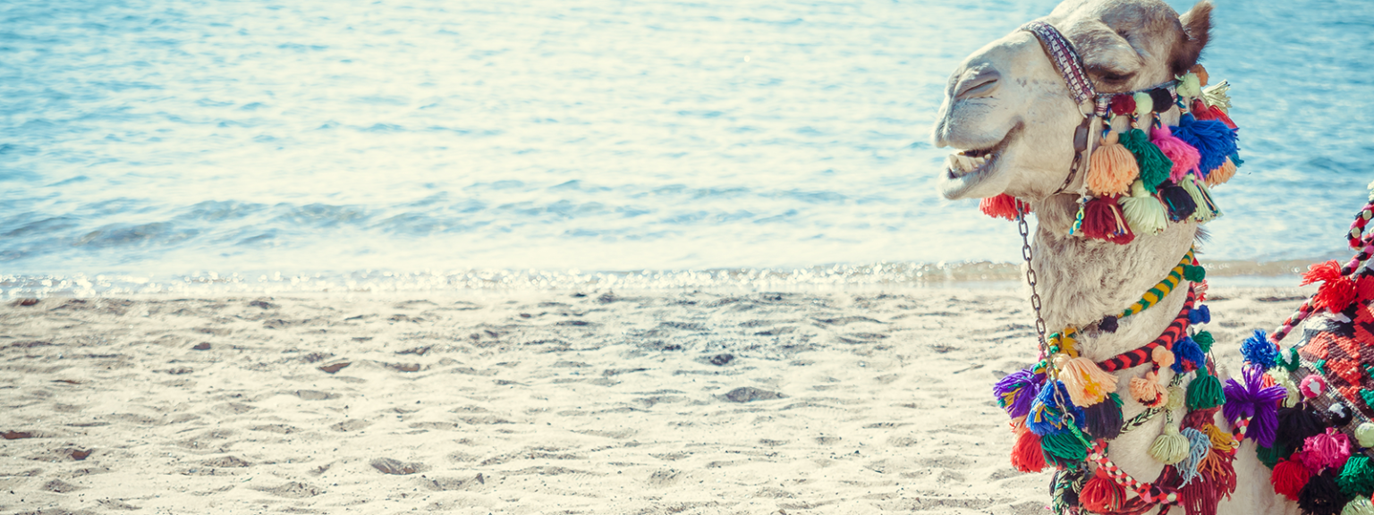 Discover Dakhla: Your Ultimate Robinson Crusoe Travel Adventure