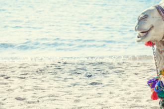 Discover Dakhla: Your Ultimate Robinson Crusoe Travel Adventure